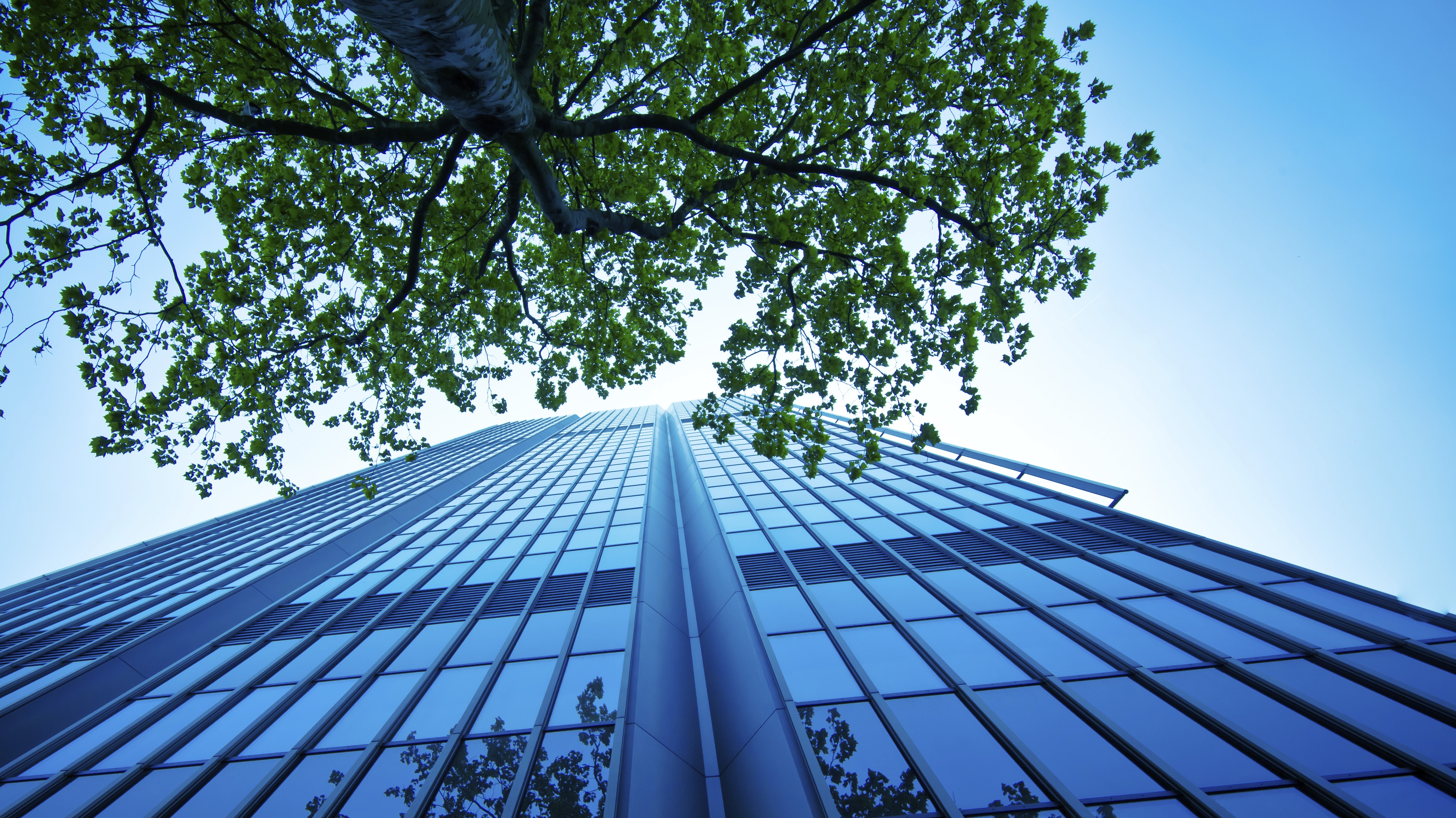 corporate building and tree