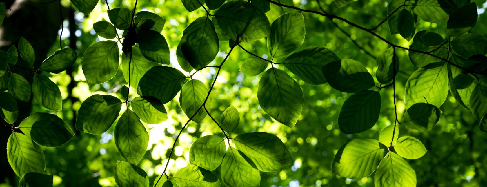 ISO 14001:2015 -vaatimukset eLearning-kurssi