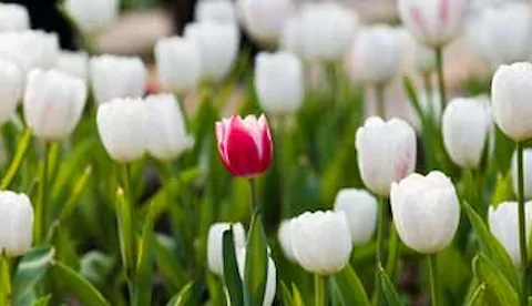 Hyödyntävätkö yritykset monimuotoisuutta ja inklusiivisuutta?