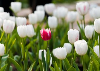 Monimuotoisuus ja osallisuus. Hyödyntävätkö yritykset niitä? 