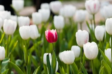 Monimuotoisuus ja osallisuus. Hyödyntävätkö yritykset niitä?