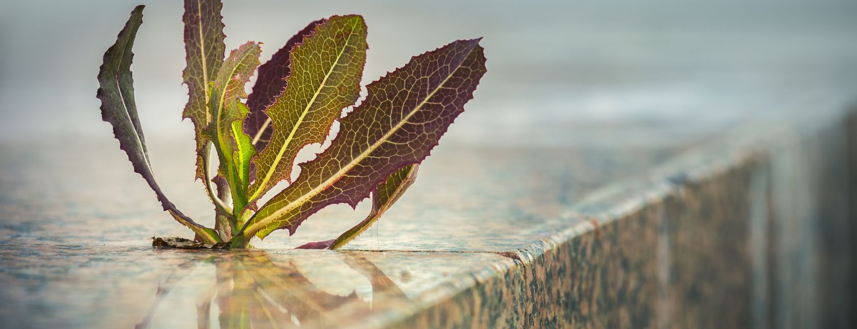 Spiky plant growing through pavement crack on the sidewalk