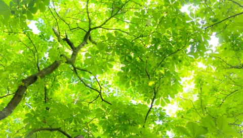 ISO 14001 Johdanto ympäristöhallinta- järjestelmään - e-Learning 1 h