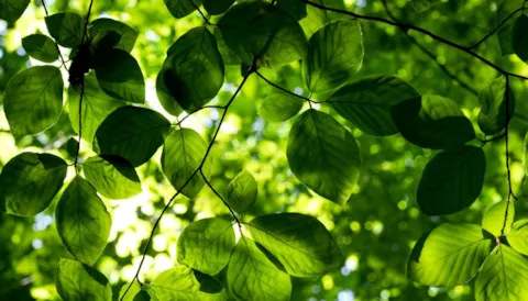 ISO 14001:2015 Ympäristöjärjestelmän vaatimukset - e-Learning 4 h