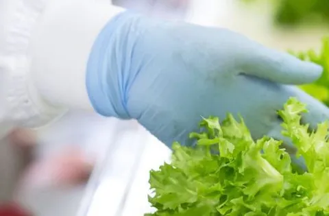 Mikä on elintarviketurvallisuuden hallintajärjestelmä?