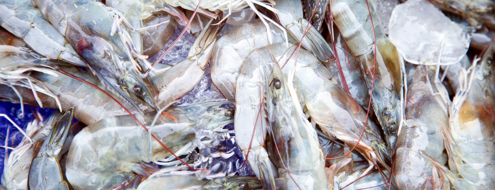 Katkaravut ja äyriäisiä