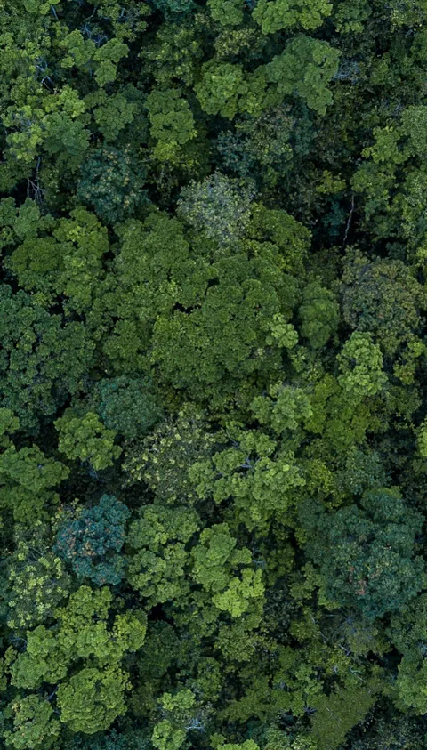 Aerial top view forest