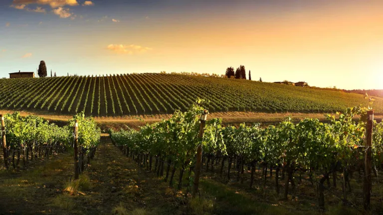 Scenic view over vineyard