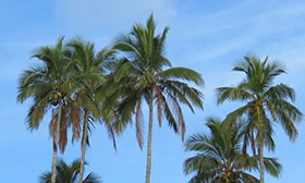 Round Table on Sustainable Palm Oil (RSPO) Standard