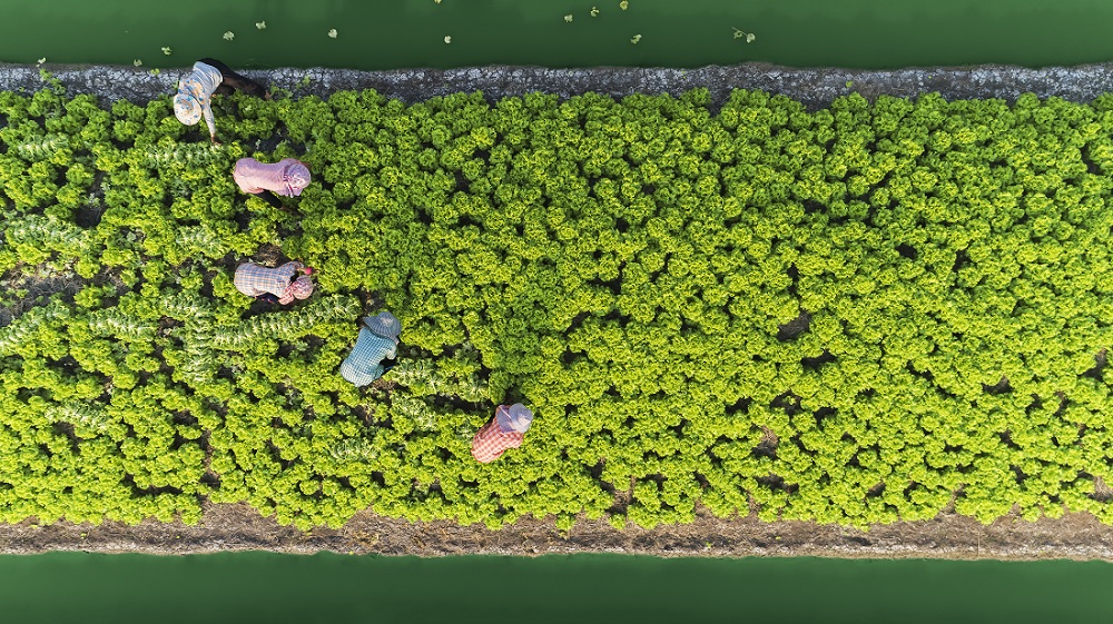 Aerial top view gardener collecting chinese cabbage in vegetable garden groove, Asia thailand
